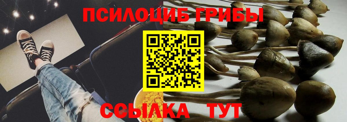 Галлюциногенные грибы Psilocybine cubensis Избербаш